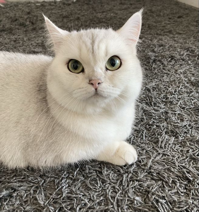 Гостиница для кошек, передержка