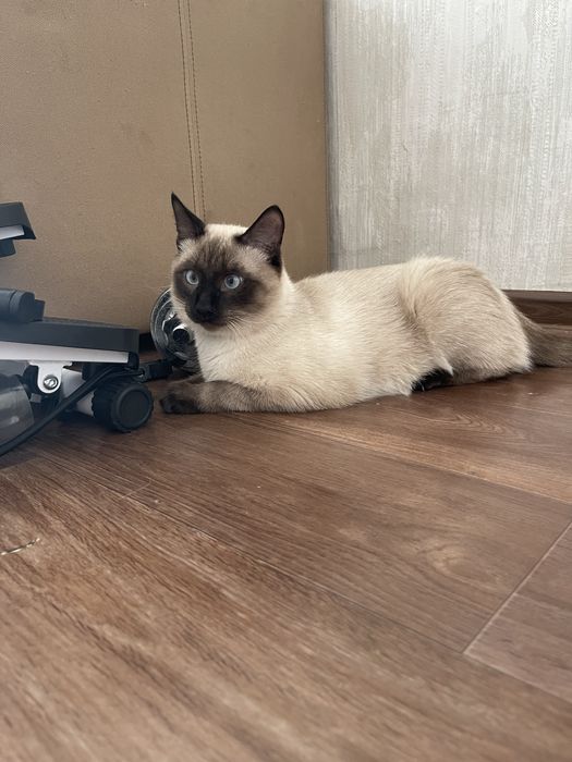 Кот и кошка добрые руки