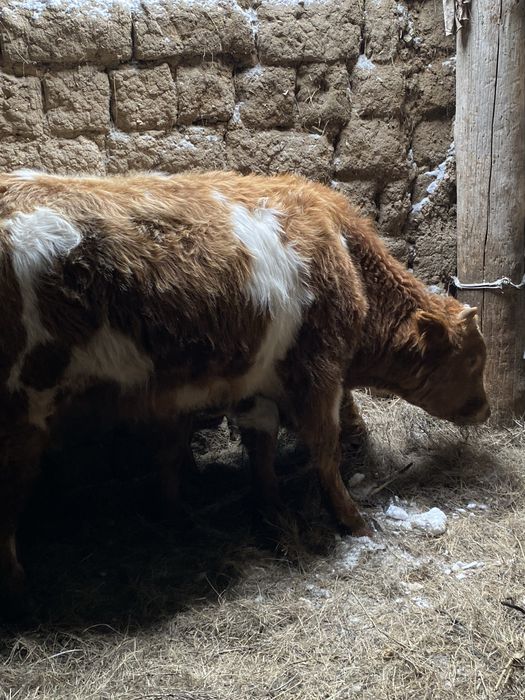 14 бас 1 жасар потсос бұқалар сатылады