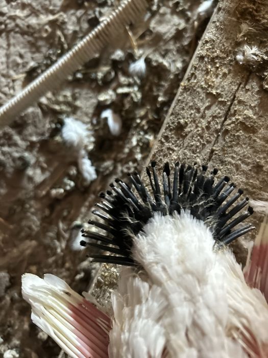 Porumbei rotati /voltati/curcani