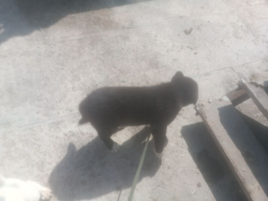 Шенки читокровные Алабая