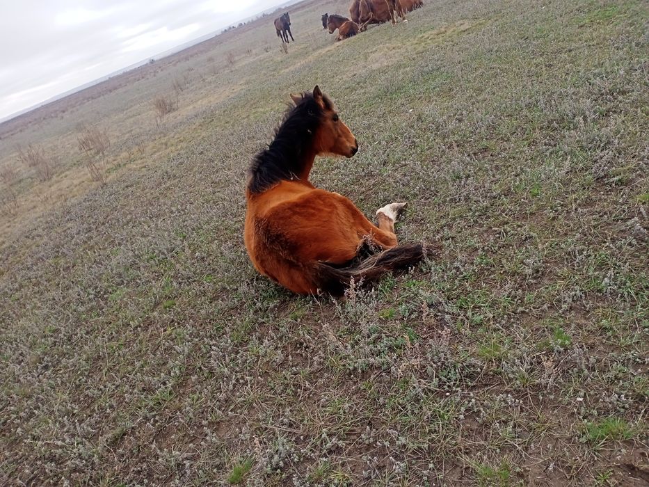 Продам жеребята кабылка.