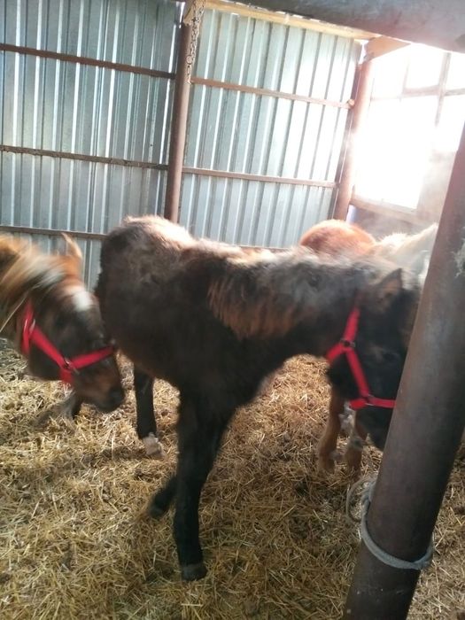 Екі жабағы двое жеребят