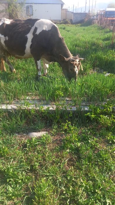 Карова Алатауский с теленком