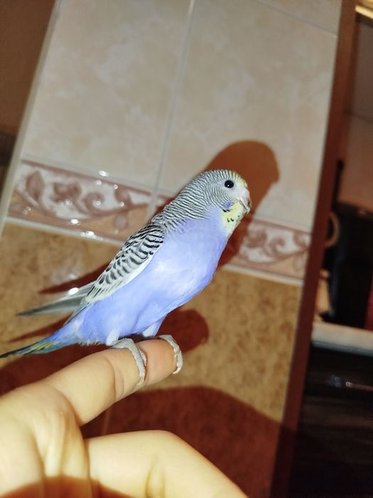 Ручной волнистый попугай