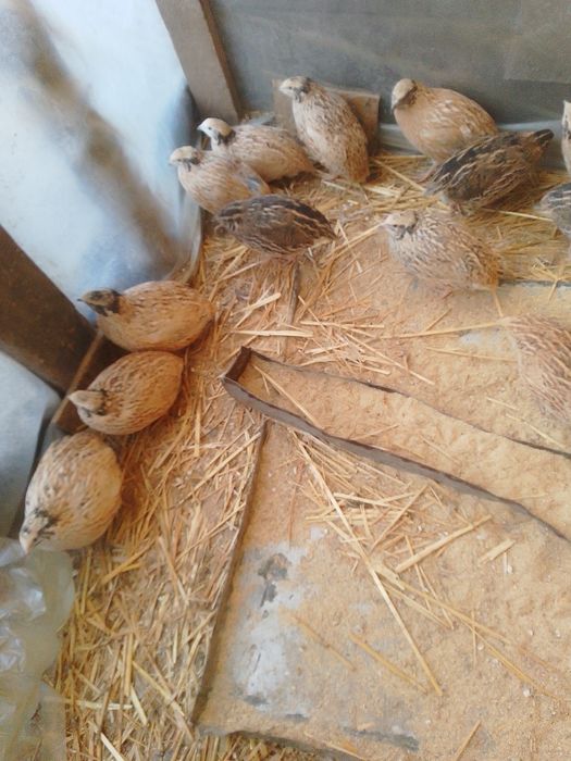 De vânzare prepelițe