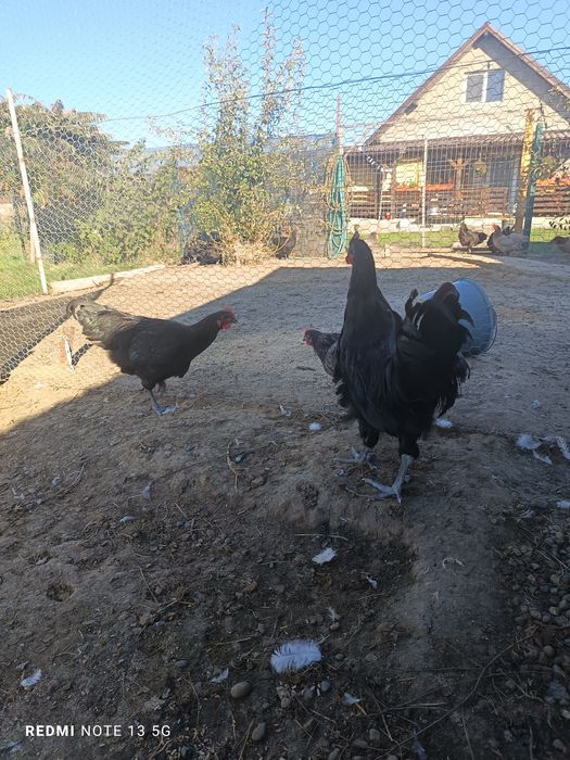 Cocosi australorp