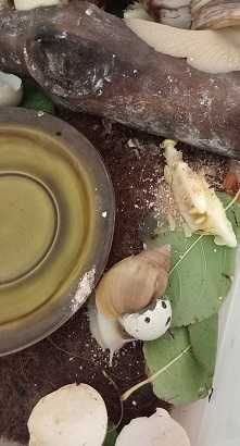 Домашние улиточки Ахатины