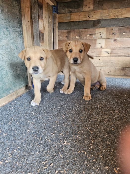 Adopții catei -donații