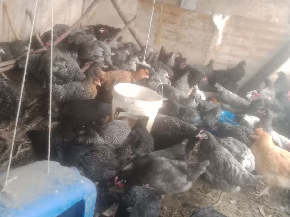 Куры продам молодой