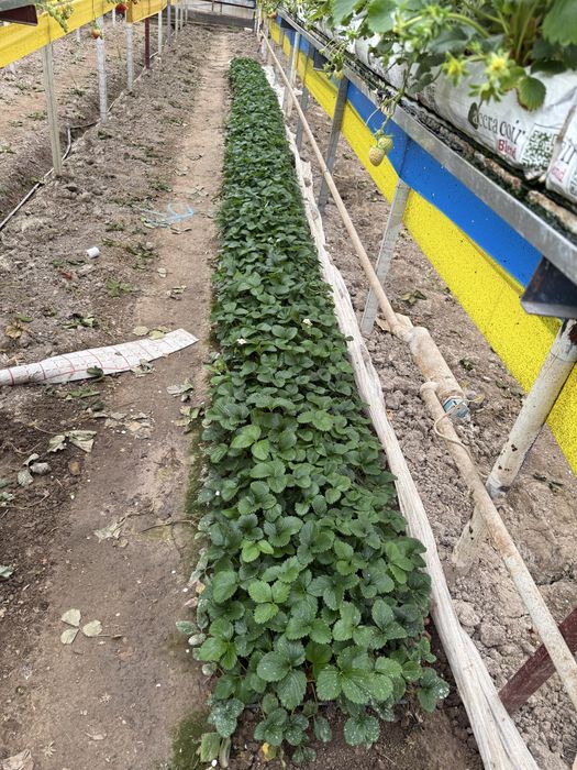 Qlupnay holati juda zor