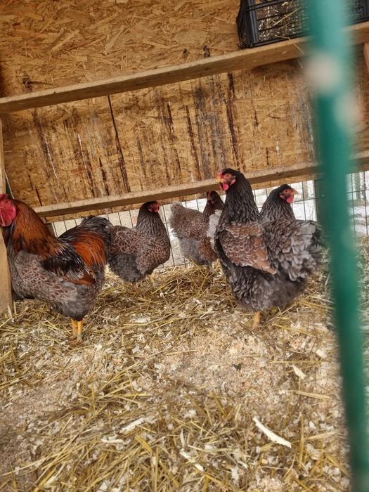 40 oua Wyandotte disponibile