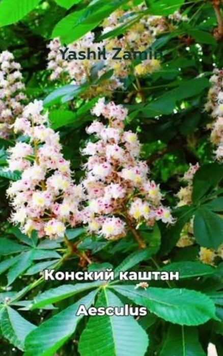 Kashtan daraxti 8yilli kochat