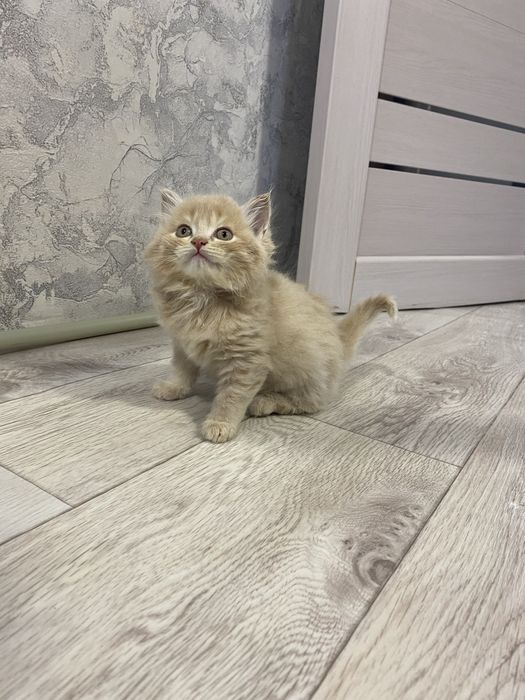 Отдам котят бесплатно