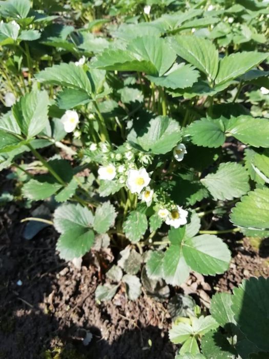 Рассада клубника