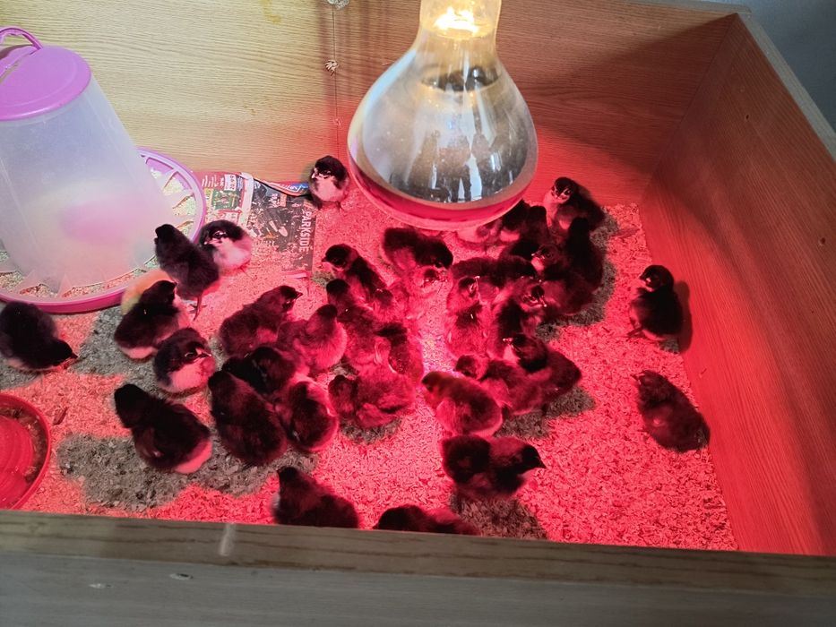 Puișori australorP negru