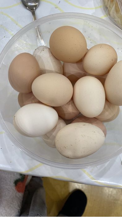 Яйца для инкубации,