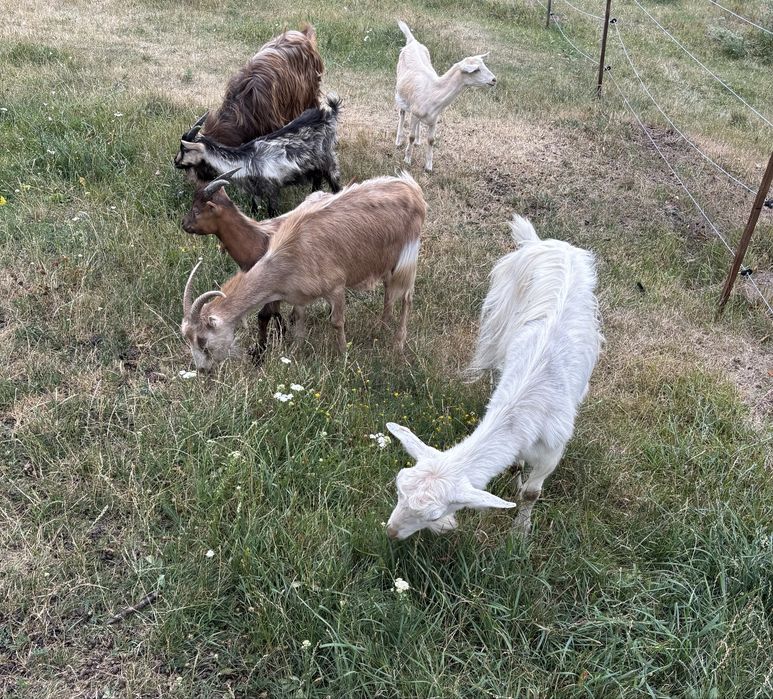 Capre si iezi de vanzare
