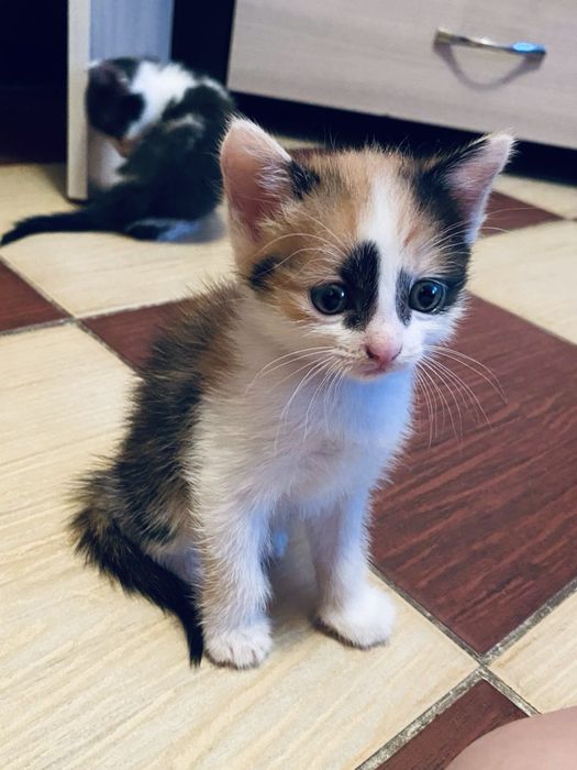 котенок в добрые руки