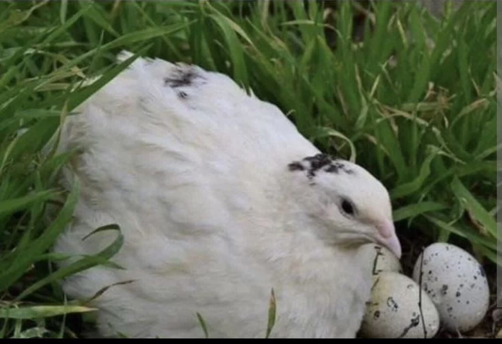 Инкубацион Бедана тухум