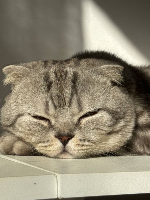 Нужна кошка ддя вязки