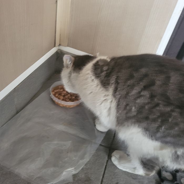 Подарите мне дом!