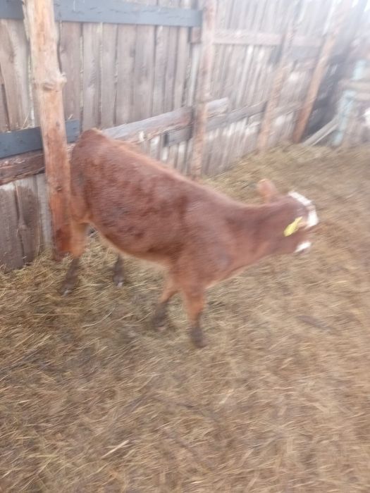 Продам двух бычков