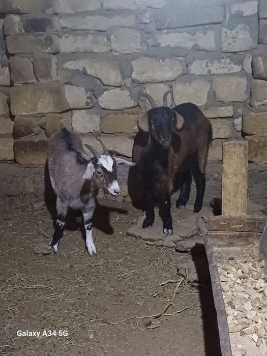Занен ешкілер сатылады.