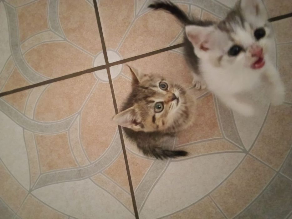 Котята ищут семью