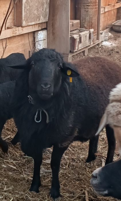 Мощный Кошкар  улучшитель