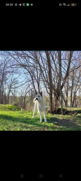 Отдам в добрые руки щенят!