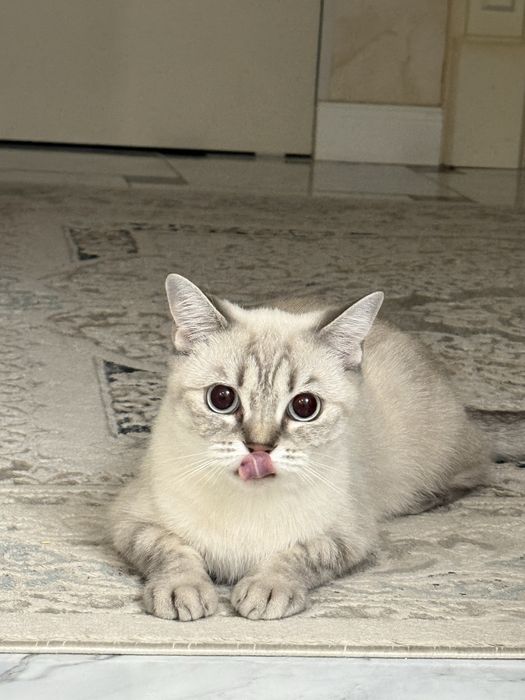 Шотландская кошка чистая  лоток,  миска,  лежак, барлыгы озимен