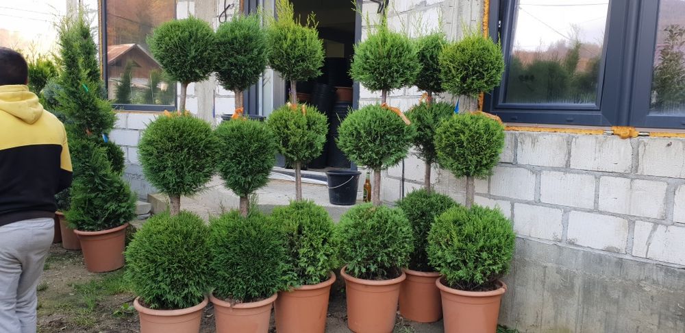 Pon pon spirală de mai multe specii