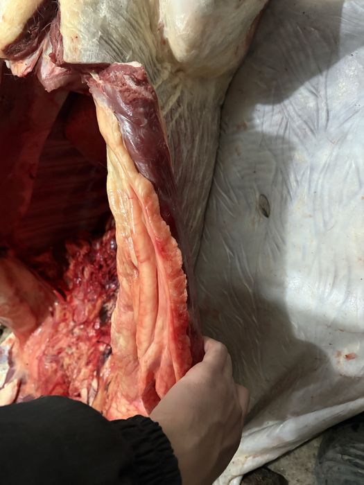 Кысыр емген тай сатылады