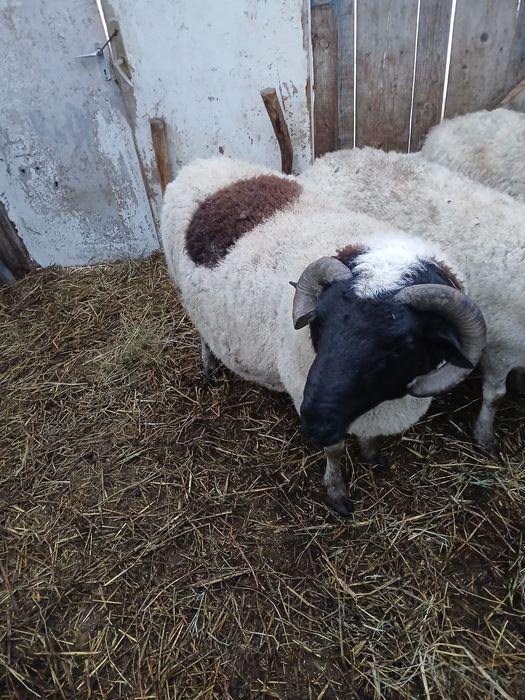Vand sau schimb cu o oaie dorper.berbecul are 2 ani