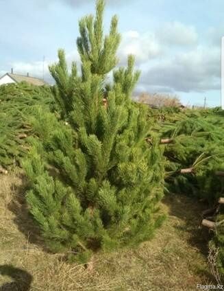 Новогодние живые елки