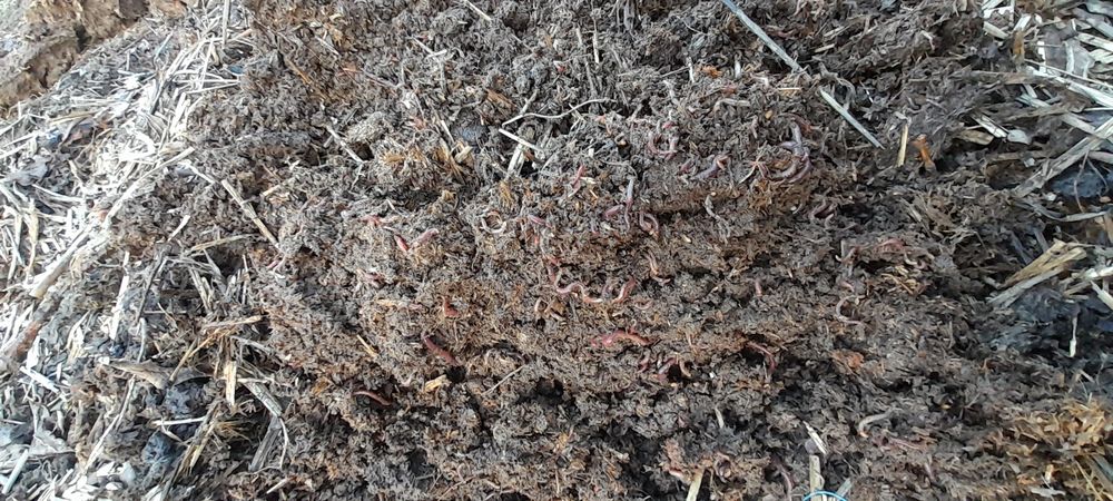 Kaliforni chuvalchang