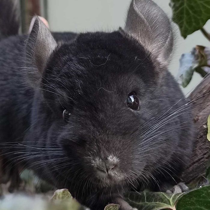 Шиншиллы в Ташкенте