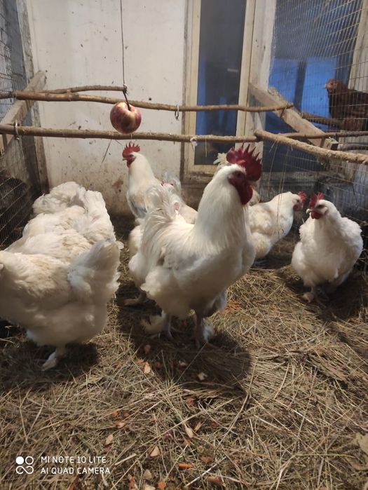 Маран чёрно-медный и белый