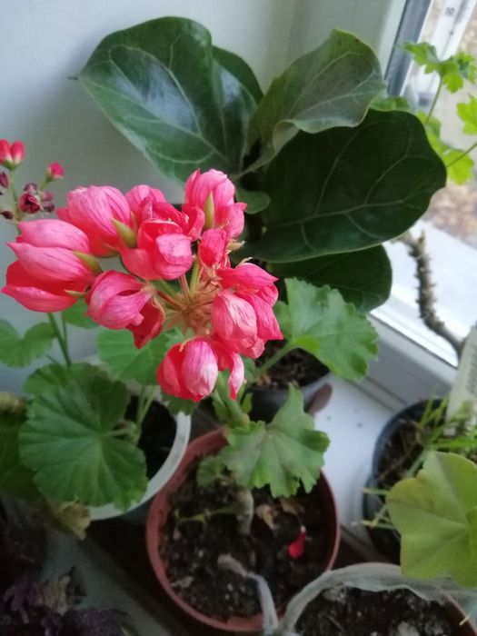 Продаю сортовые пеларгонии, герани