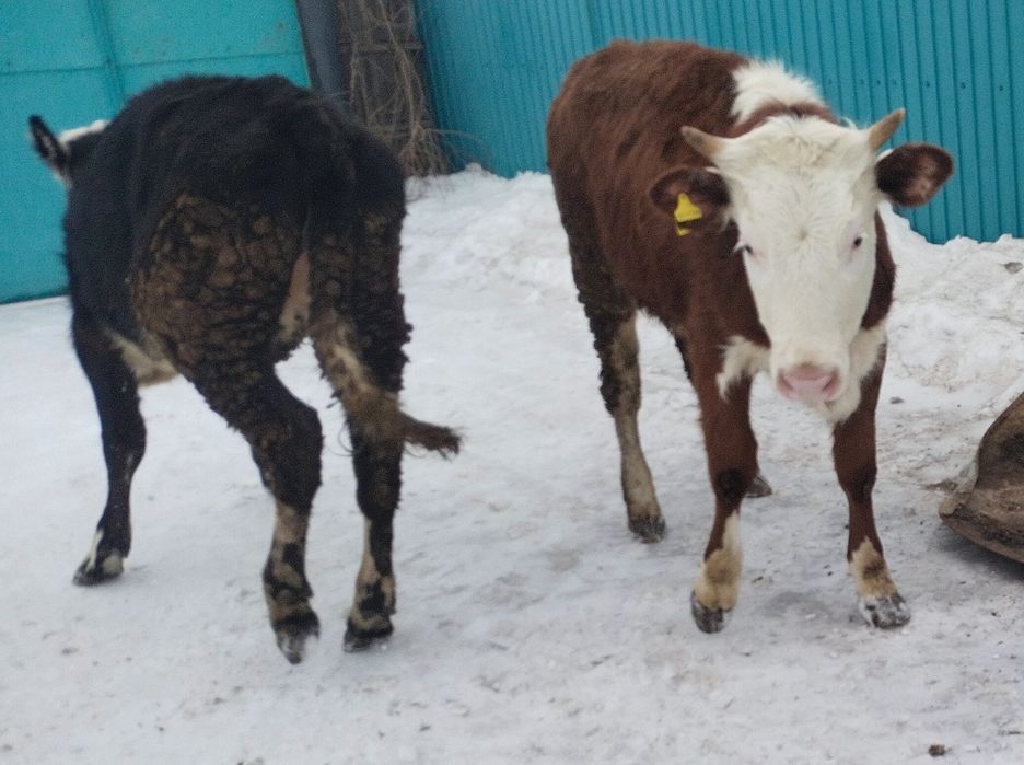 Продам тёлочек 2025