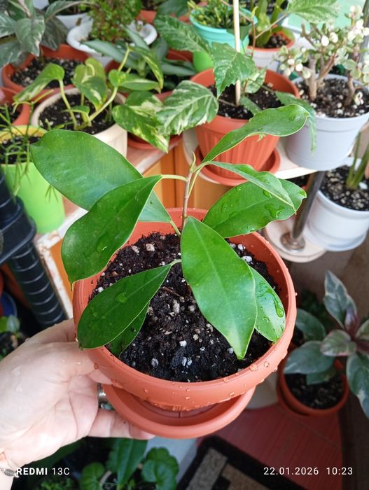 Продам цветы комнатные