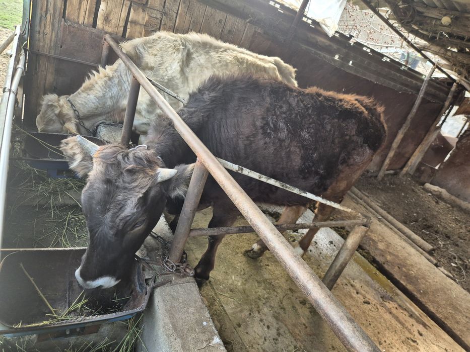 Тайынша сиыр корова тёлки