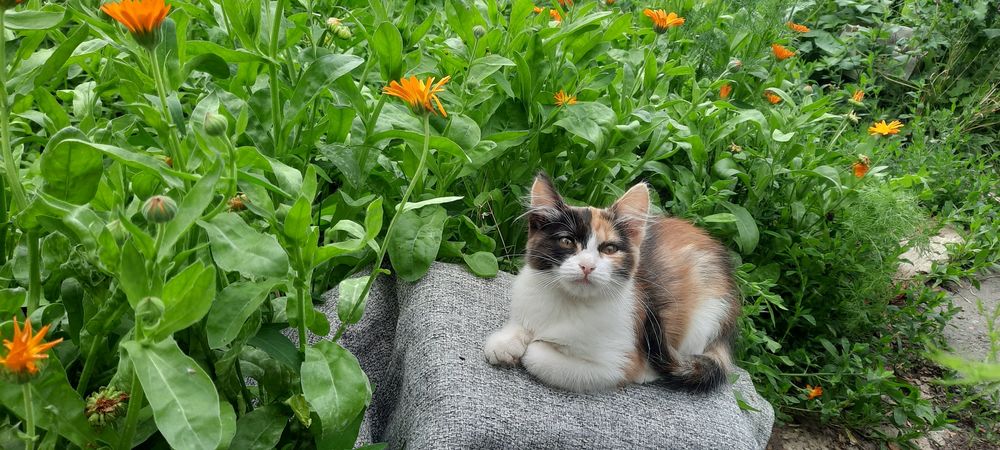 Отдам в добрые руки котёнка.