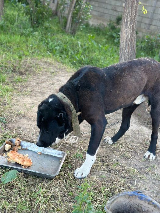 Алабай сатылады 1жасар