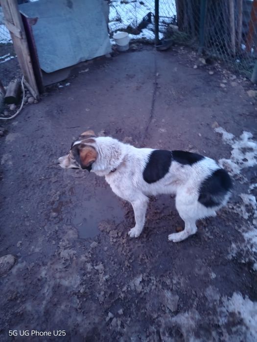 Подарявам женско кастрирано куче