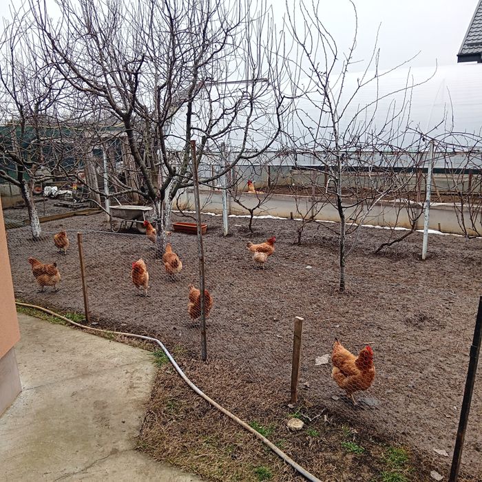 Ouă găini curte proaspete