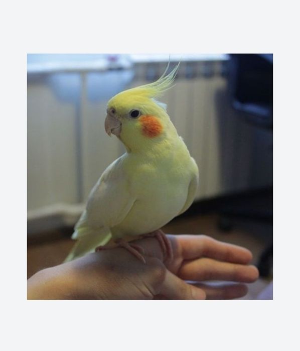 Кареллы ручные птенцы