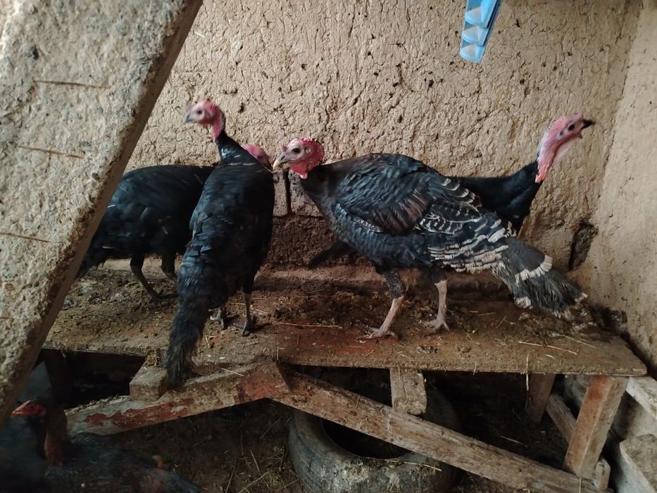 Куркалар сотилади