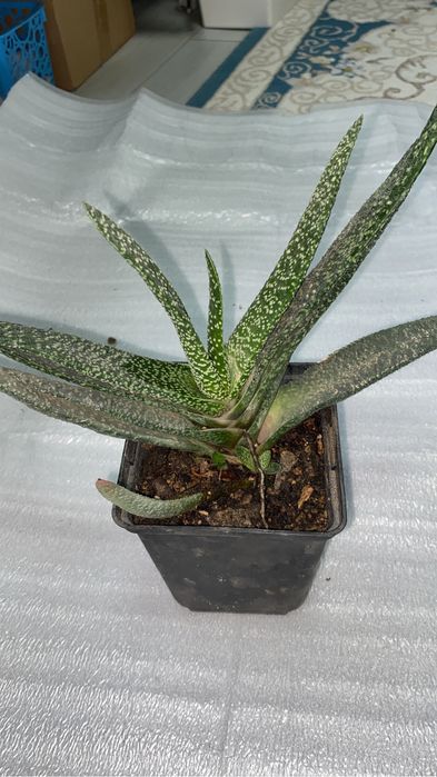 кактусы разные по 500 тенге